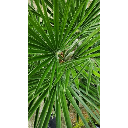 Palmera palmito (Chamaerops humilis) [1]