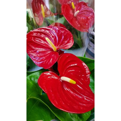 Anthurium rojo 65 cm [1]