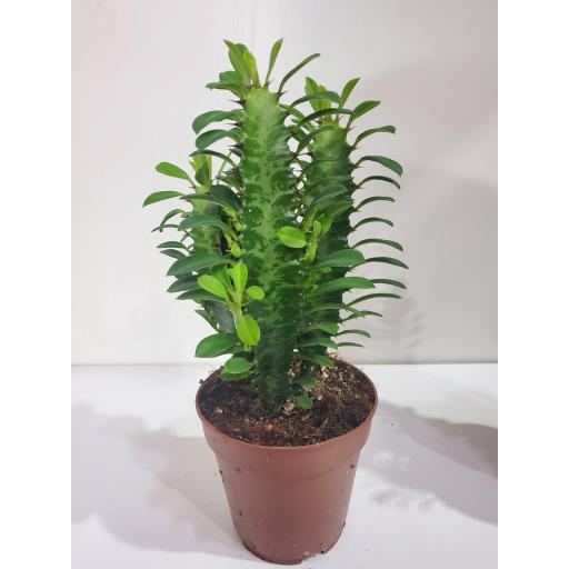 Euphorbia trigona cactus