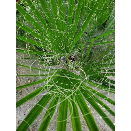 Palmera Washingtonia Filifera (palmito) [1]