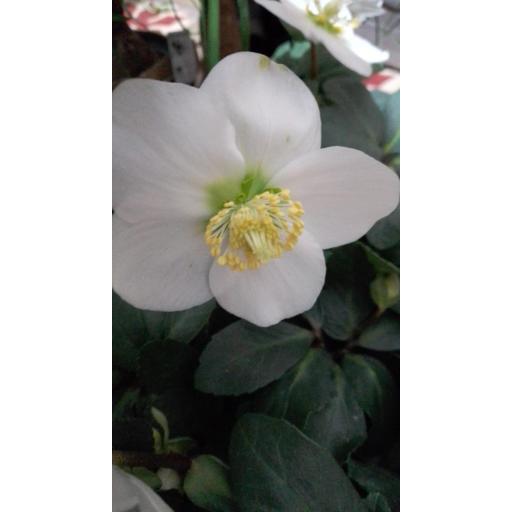 Helleborus (rosa de navidad) [1]