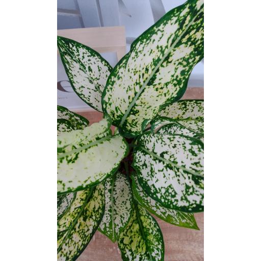 Aglaonema white kiwi [1]