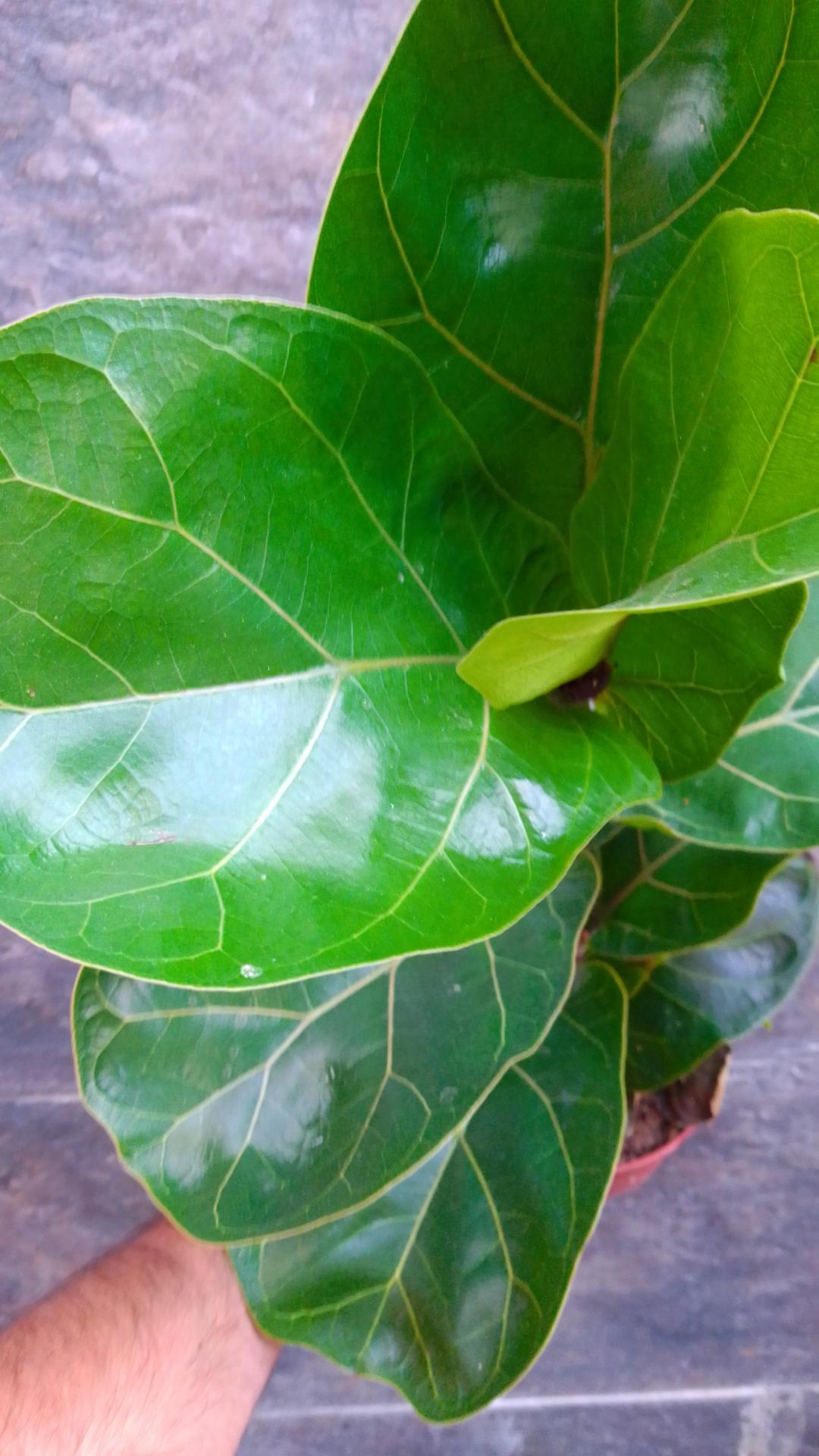 Ficus lyrata bambino 