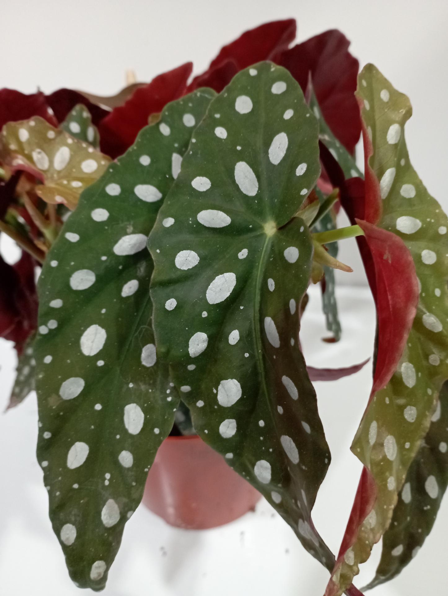 Begonia maculata wightii