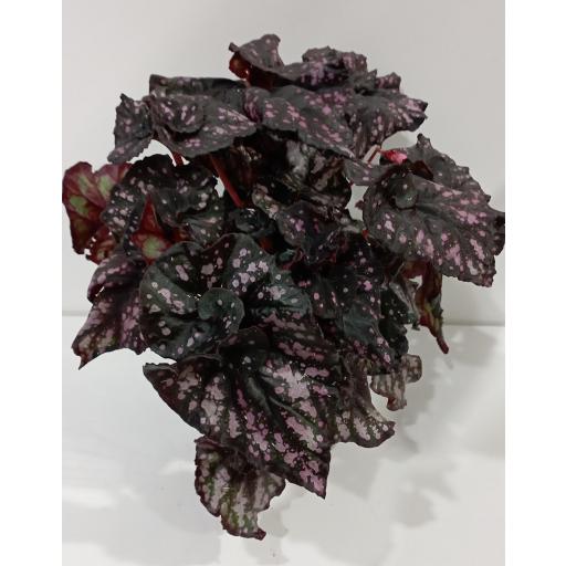 Begonia beleaf pink [0]