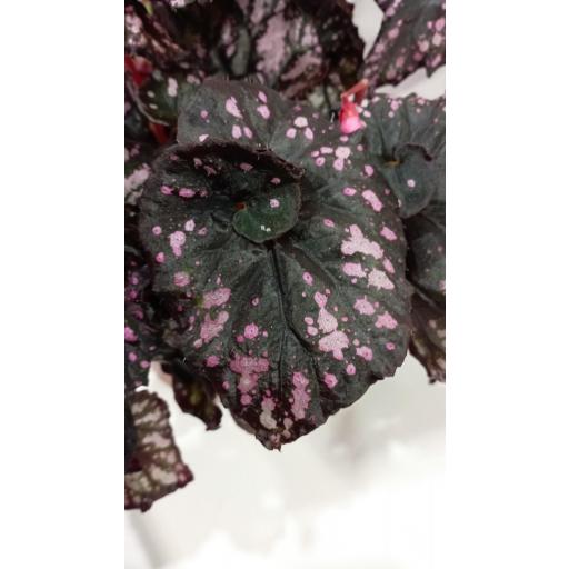 Begonia beleaf pink [1]