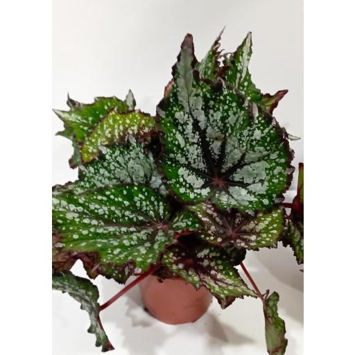 Begonia rex magic asian tundra [0]