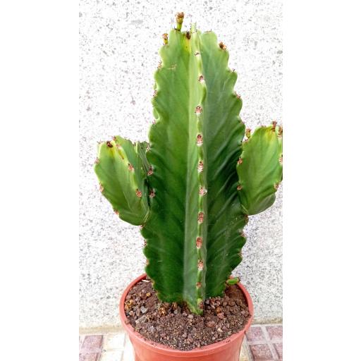 Euphorbia ingens cactus [1]