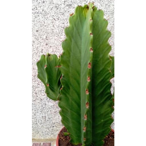 Euphorbia ingens cactus [2]