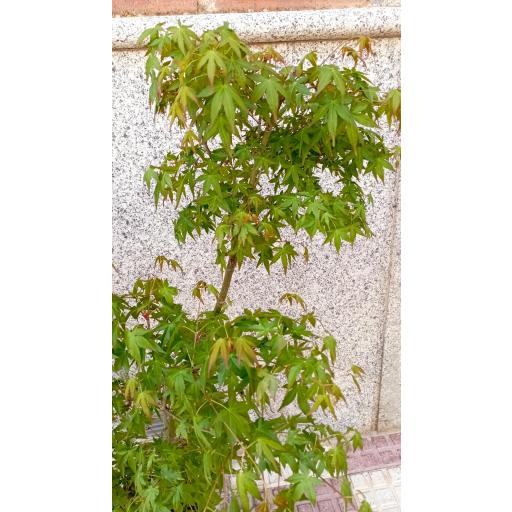 Acer Palmatum orange lace