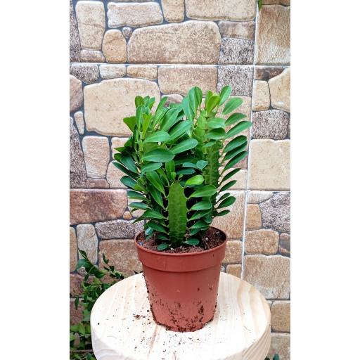Euphorbia trigona cactus [0]