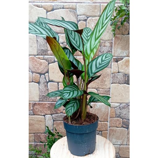 Calathea compactstar