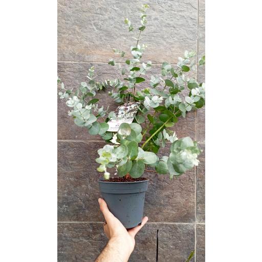  Planta eucaliptus cinerea [0]