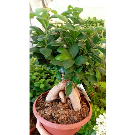 Bonsai ficus ginseng extra [2]