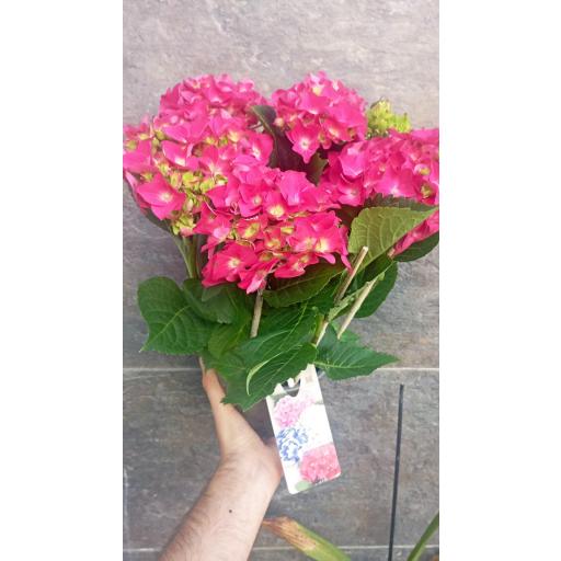 Hortensia fucsia 40 cm [2]