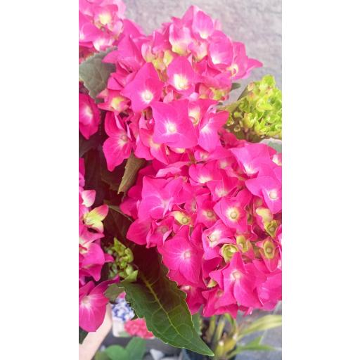 Hortensia fucsia 40 cm [1]