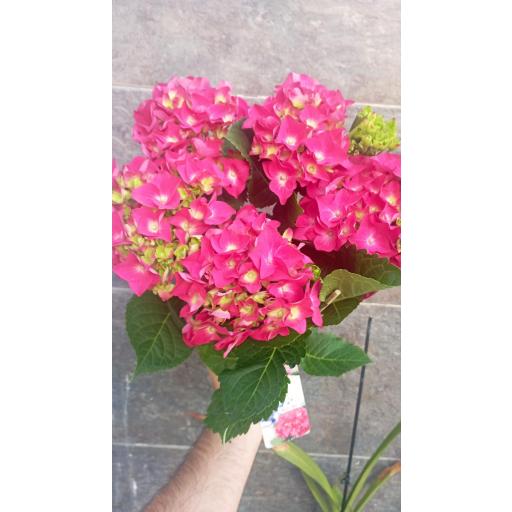 Hortensia fucsia 40 cm [0]