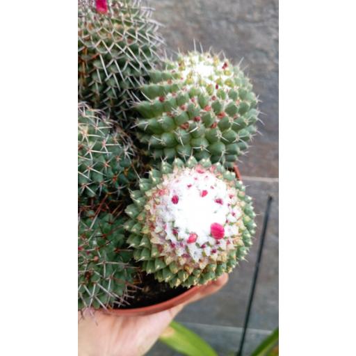 Cactus Mammillaria [2]