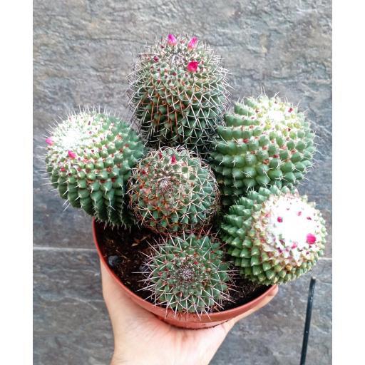 Cactus Mammillaria [1]