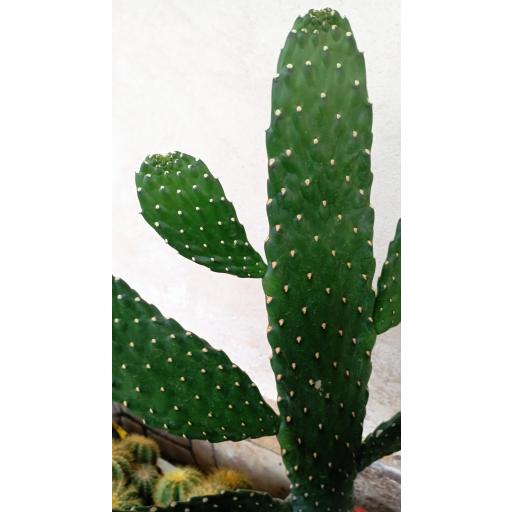 Cactus consolea rubescens [1]