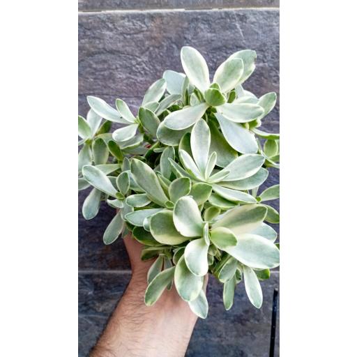 Crassula Overig [2]