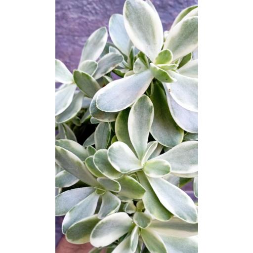 Crassula Overig [1]