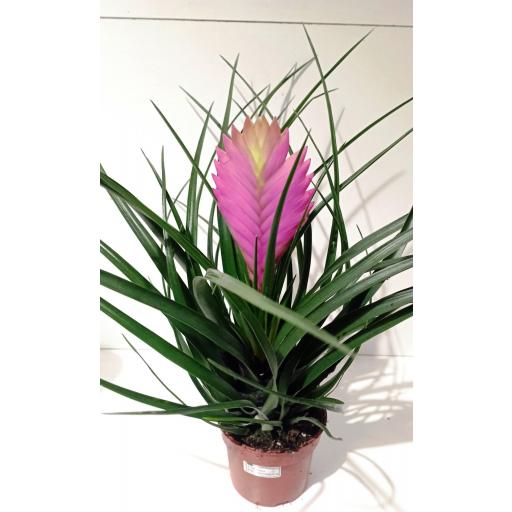 Tillandsia Cynea 