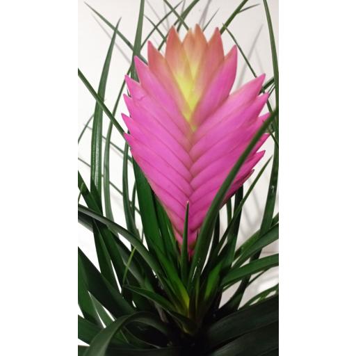 Tillandsia Cynea  [0]