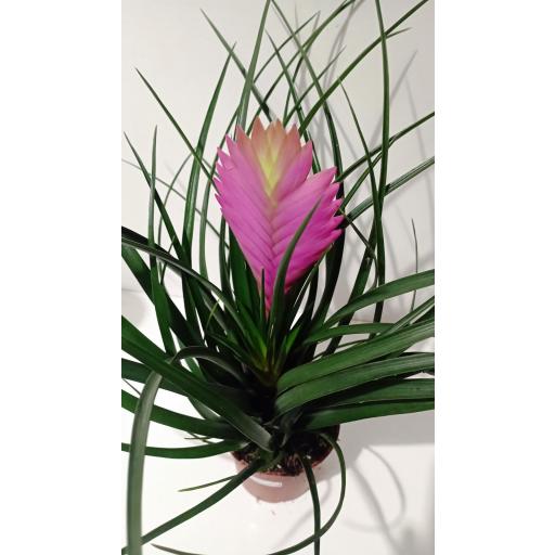 Tillandsia Cynea  [2]