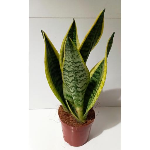 Sansevieria superba 50 cm [1]