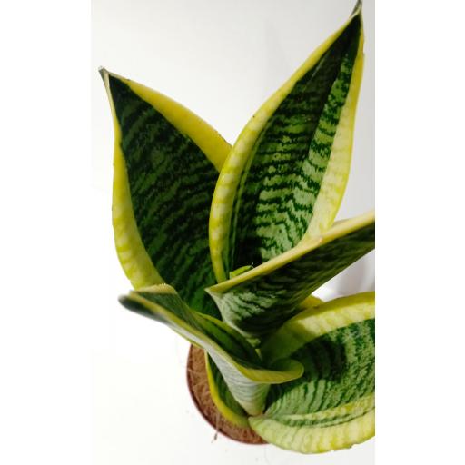 Sansevieria superba 50 cm