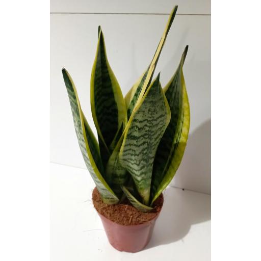 Sansevieria superba 50 cm [2]