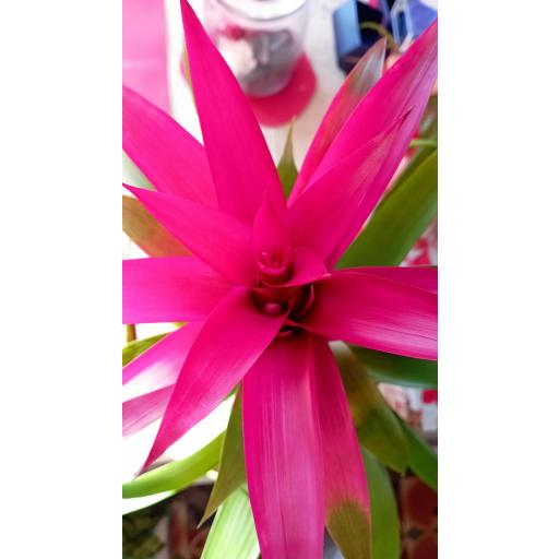  Guzmania rosa [1]