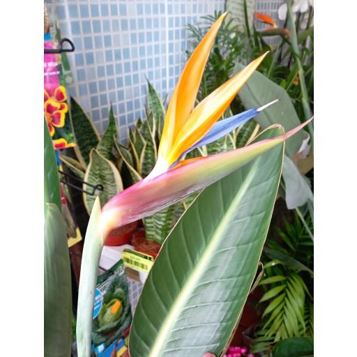 Strelitzia Reginae 130 cm [1]