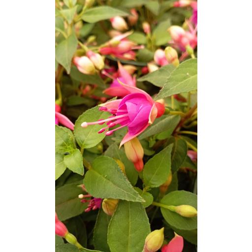 Fuchsia (Pendientes de la reina)  [2]