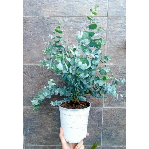  Planta eucaliptus cinerea
