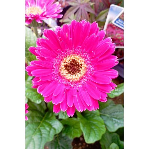 Planta gerbera 50 cm [1]