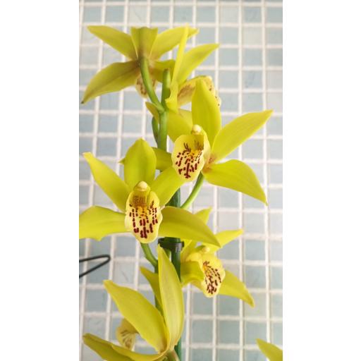 Orquidea cymbidium  [1]
