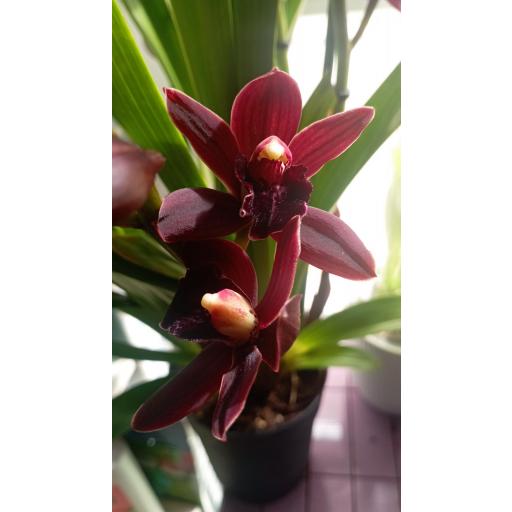 Orquidea cymbidium  [2]
