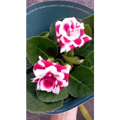 Planta gloxinea  roja y blanca [2]