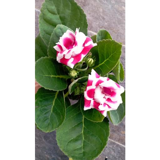 Planta gloxinea  roja y blanca [1]