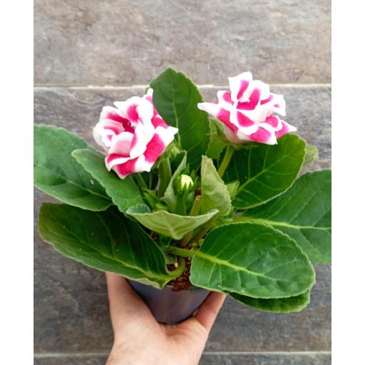 Planta gloxinea  roja y blanca