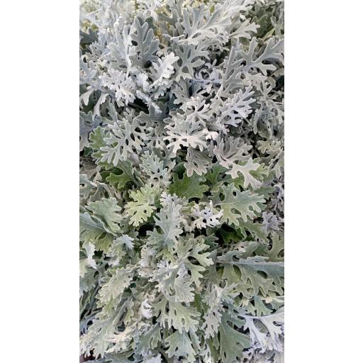 Senecio cineraria [1]