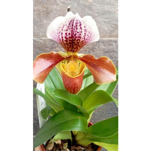 Orquidea amerika hibrido [2]
