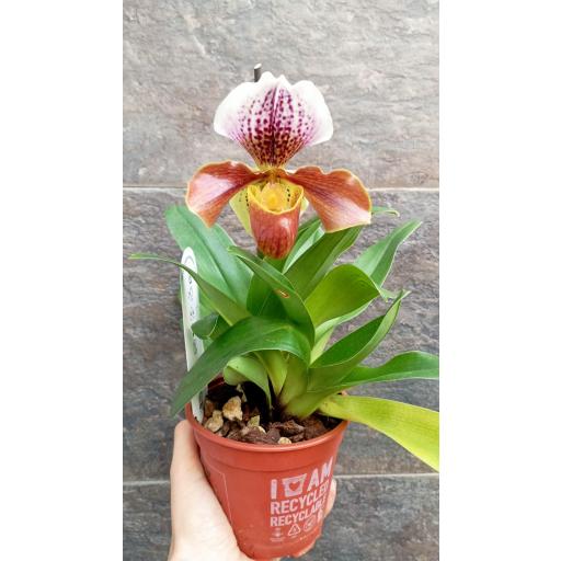Orquidea amerika hibrido [0]