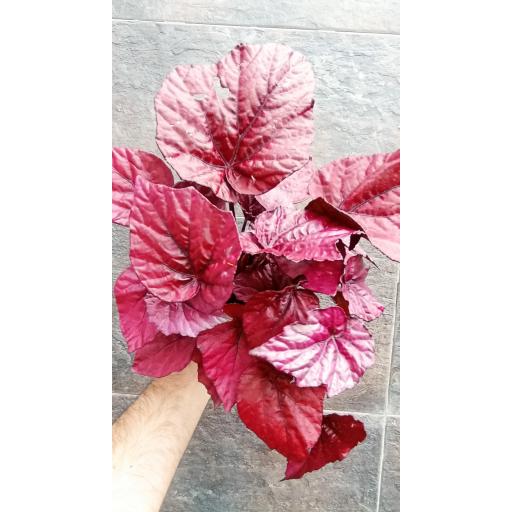 Begonia rex inca flame