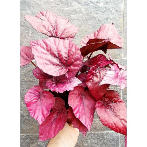 Begonia rex inca flame [1]