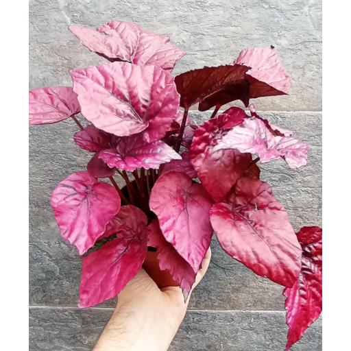 Begonia rex inca flame [2]
