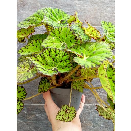 Begonia rex magic samba [2]