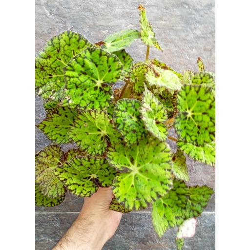 Begonia rex magic samba [0]